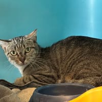 PISIK, chatte à adopter