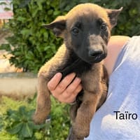Taïro, chien à adopter