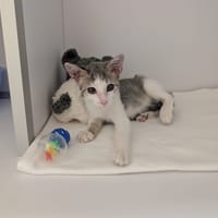 RAY BAN, chatte à adopter