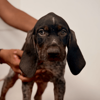 Grincheuse, chienne à adopter