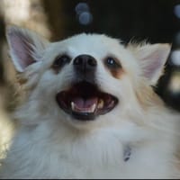 ORPHEE CHAO, chienne à adopter