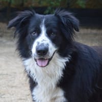 CYRANO CHAO, chien à adopter