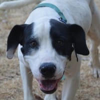 OLAF CHAO, chien à adopter