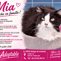 MIA, chatte à adopter