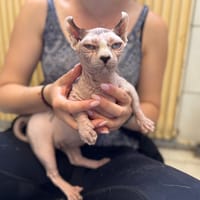 VICTORIA A17432 (réservée), chatte à adopter