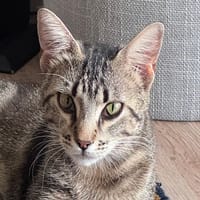 CALINE, chatte à adopter