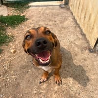 Heyda, chienne à adopter