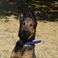 JACK CHAO, chien à adopter