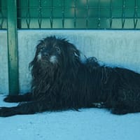 REX, chien à adopter