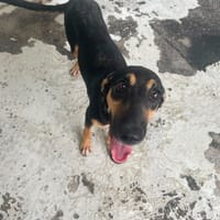 MISTINGUETTE, chienne à adopter