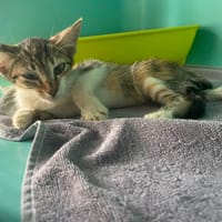 FIFI, chatte à adopter