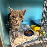 ALDO, chat à adopter