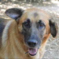 PABLO CHAO, chien à adopter