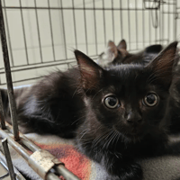 Bubble, chatte à adopter