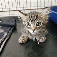 Tweet, chat à adopter