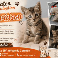 Davidson, chat à adopter