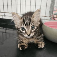 Excel, chat à adopter