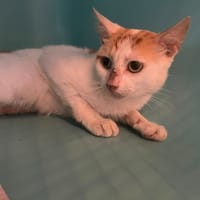 CUPIDON, chat à adopter