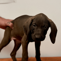 Simplette, chienne à adopter