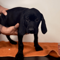 Dormeuse, chienne à adopter