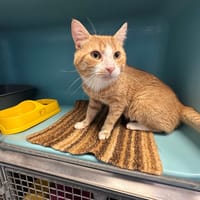 AMAZI, chat à adopter