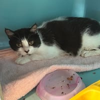 ARMANZO, chat à adopter