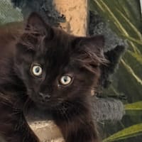 Sid [Chaton], chat à adopter