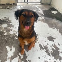 ODIN, chien à adopter