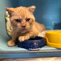 MURAHO, chat à adopter