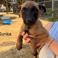 Sunka, chienne à adopter