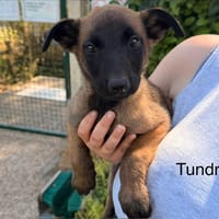 Tundra, chienne à adopter