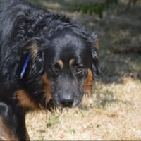JASON CHAO, chien à adopter