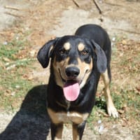 ATLAS, chien à adopter