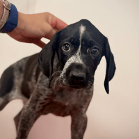 Atchoum, chienne à adopter