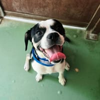KINAI, chien à adopter