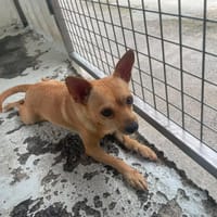 JOEL, chien à adopter