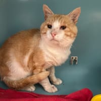 KULI, chat à adopter