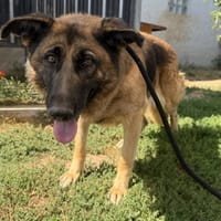 SALVA, chienne à adopter