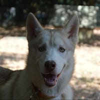 BALTHAZAR CHAO, chien à adopter