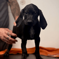 Joyeuse, chienne à adopter