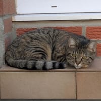 LOU, chatte à adopter