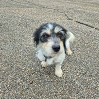 ABBY, chienne à adopter