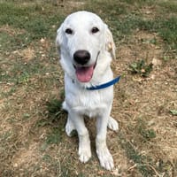 Cachou, chien à adopter