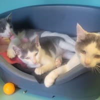 Gaillard, chat à adopter