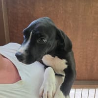 KOFI, chien à adopter