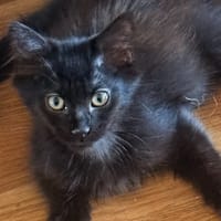 Moka [Chaton], chatte à adopter