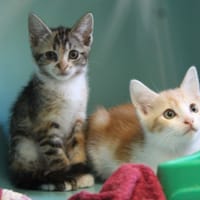 MAC 4544, chat à adopter
