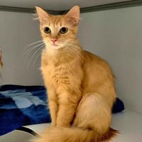 EDAM, chatte à adopter