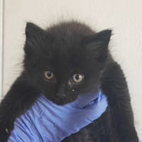 Merle, chatte à adopter