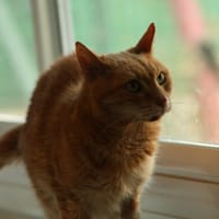 JANGO, chat à adopter
